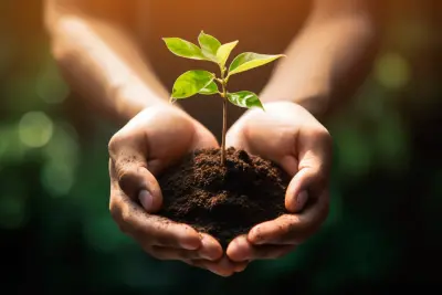 Tree plantation