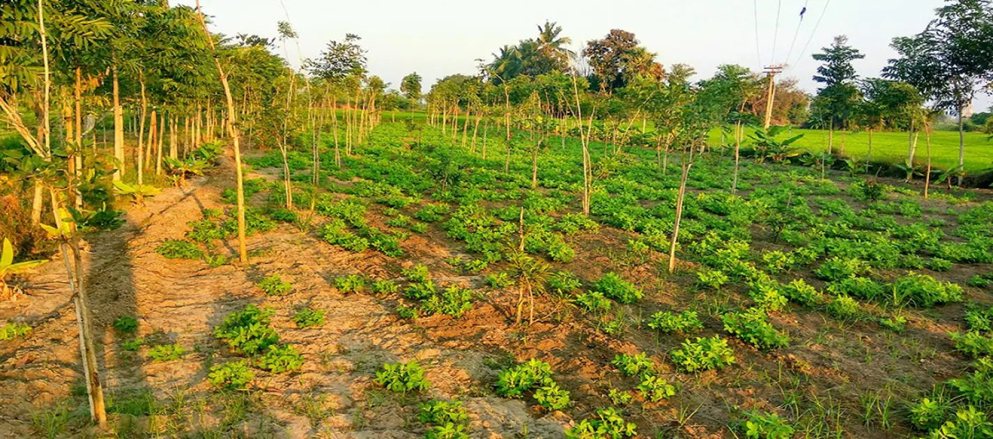 Tree plantation and Ensure the growth