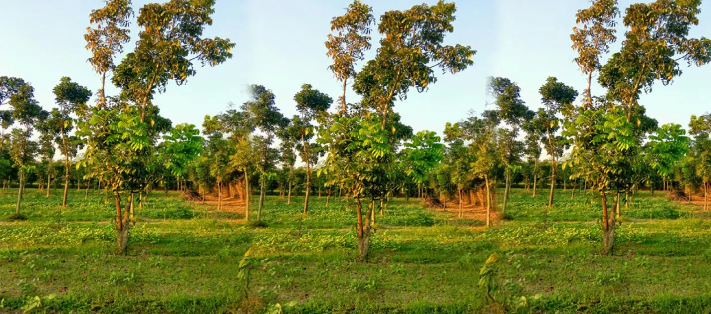 Importance of terrace garden