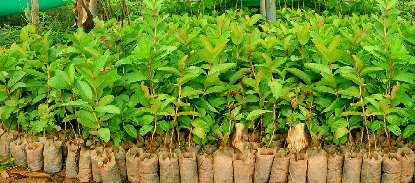 Reduce Air Pollution & Global warming